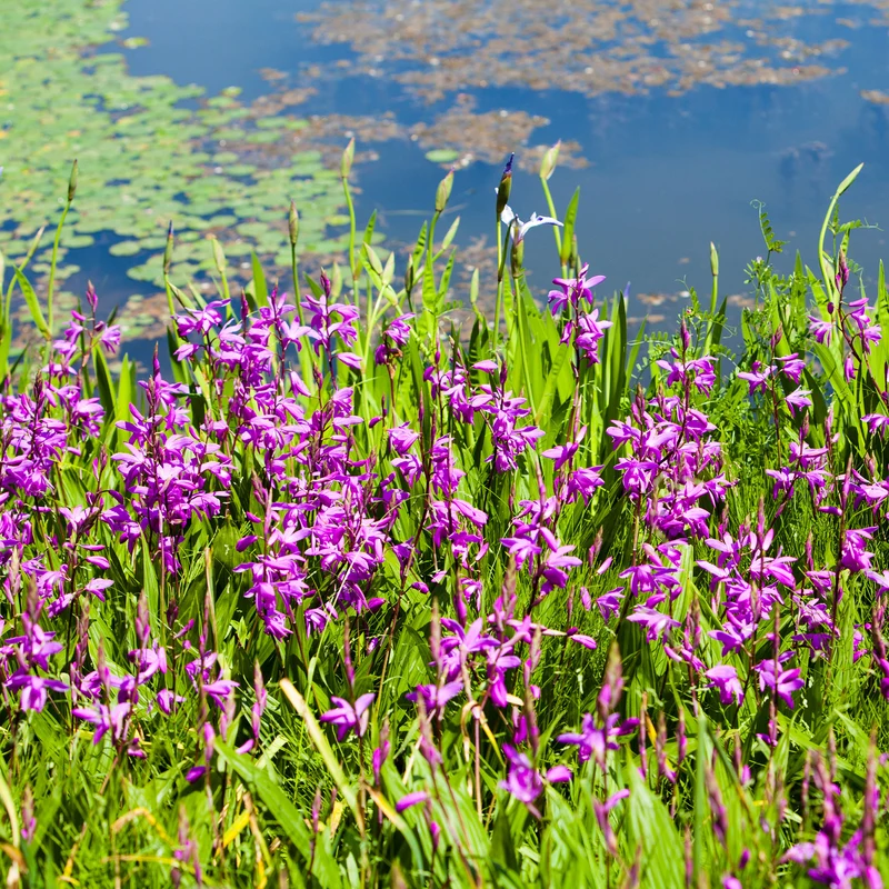 Orchidée Jacinthe - Bletilla striata