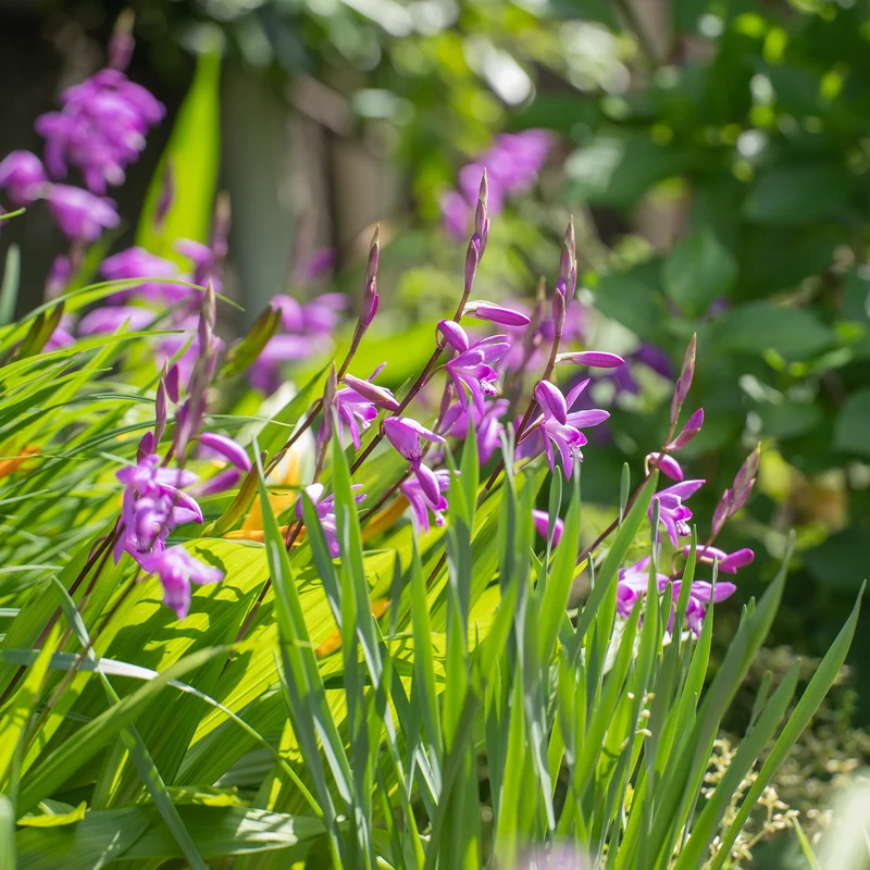 Orchidée Jacinthe - Bletilla striata