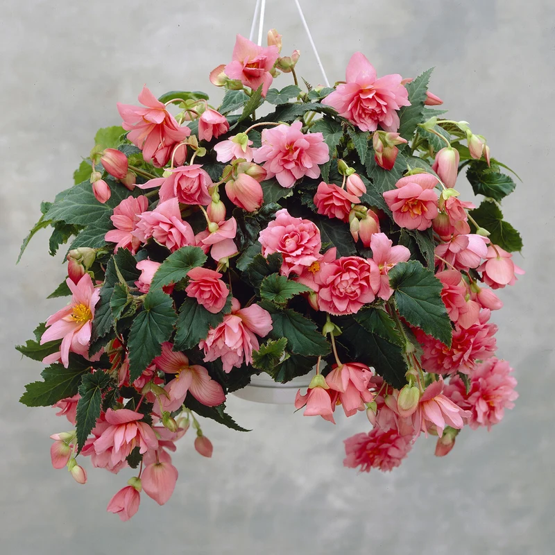 Bégonia retombant rose