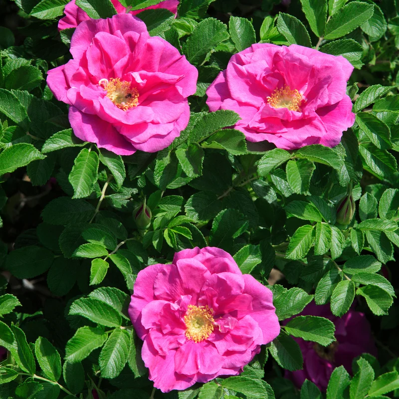 Rosier rugueux Wild Eric