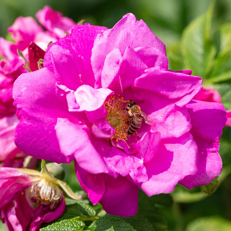 Rosier rugueux Wild Eric
