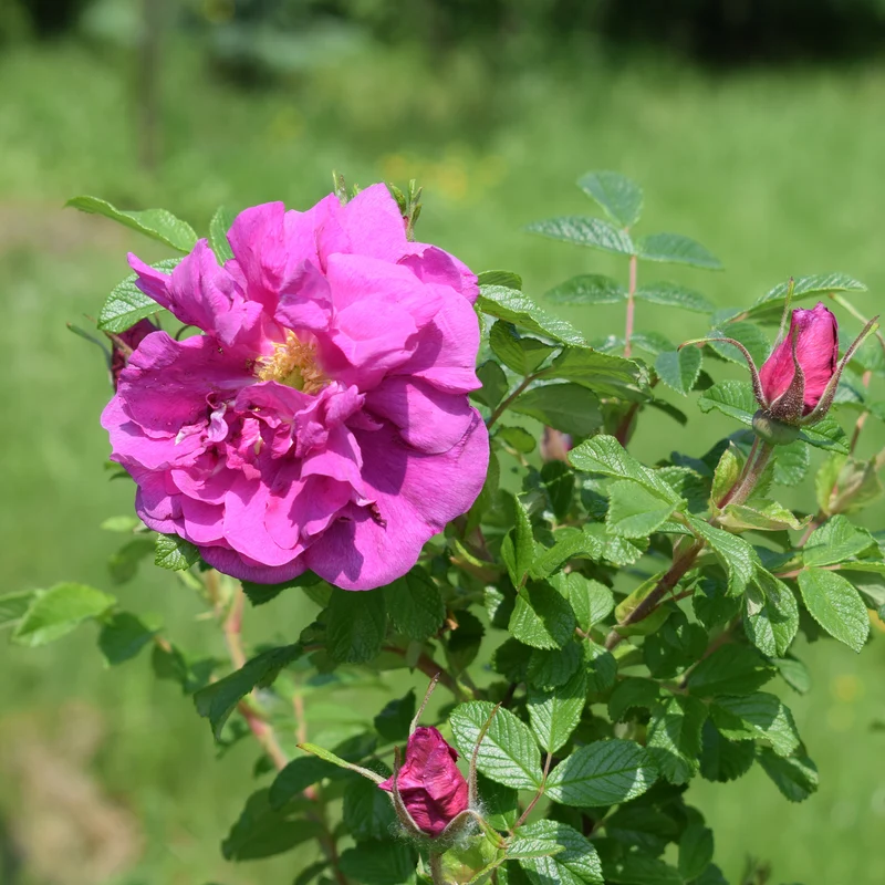 Rosier rugueux Wild Eric