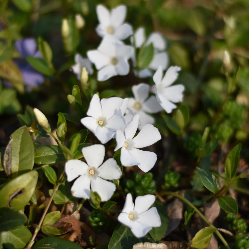 Petite pervenche blanche