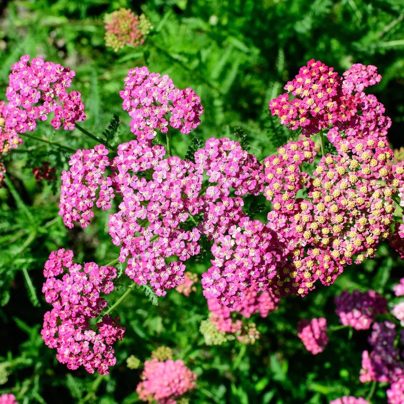 Achillée millefeuille Mily Rock