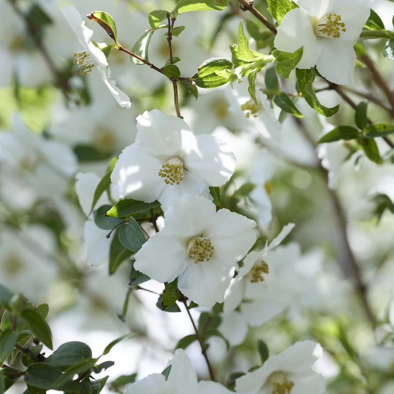 Seringat nain Petite Perfume White ®
