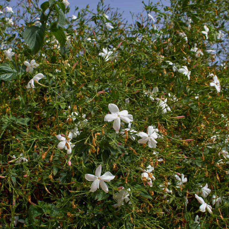 Jasmin de Grasse