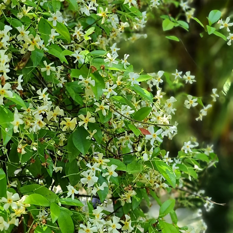 Jasmin étoilé jaune