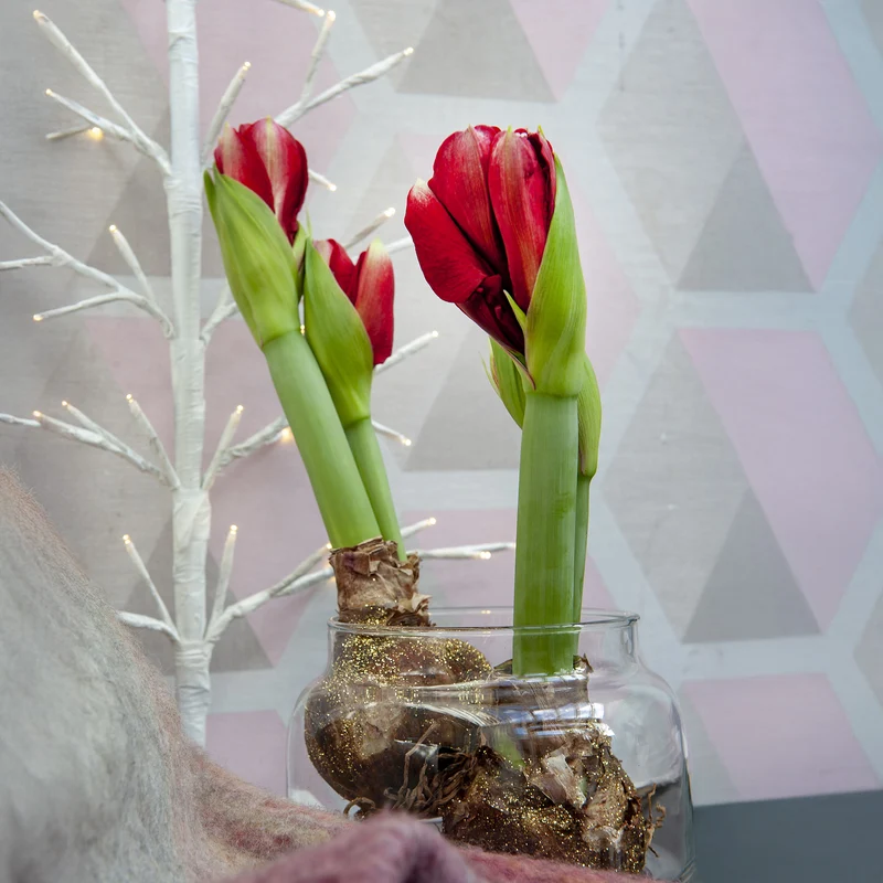 Wax Amaryllis Magic Rosé Gold
