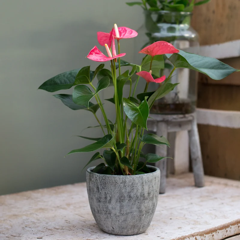 Anthurium rose