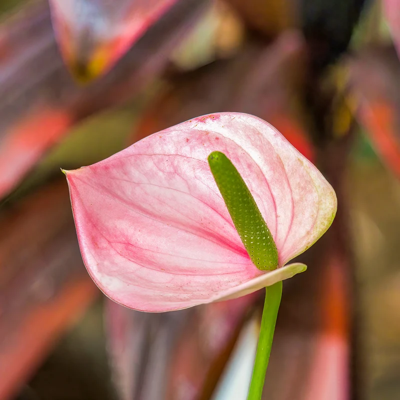 Anthurium rose