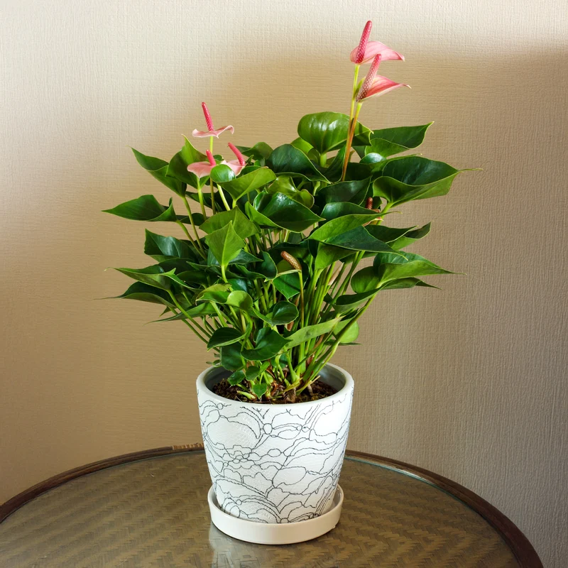 Anthurium rose
