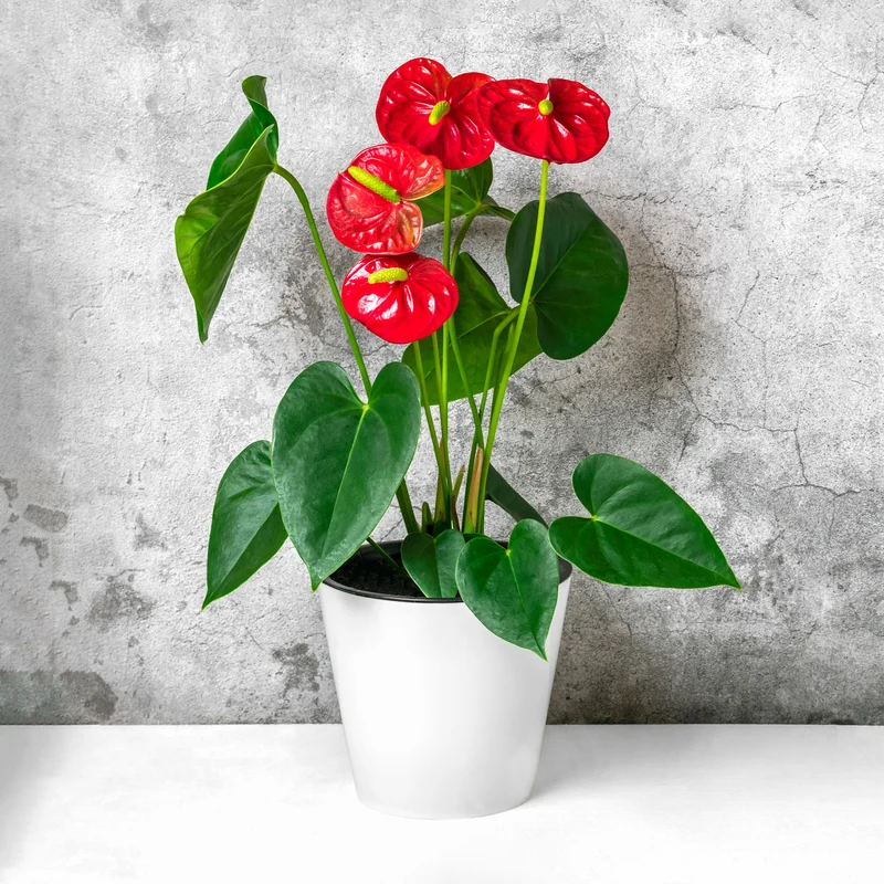 Anthurium rouge