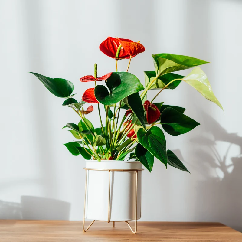 Anthurium rouge