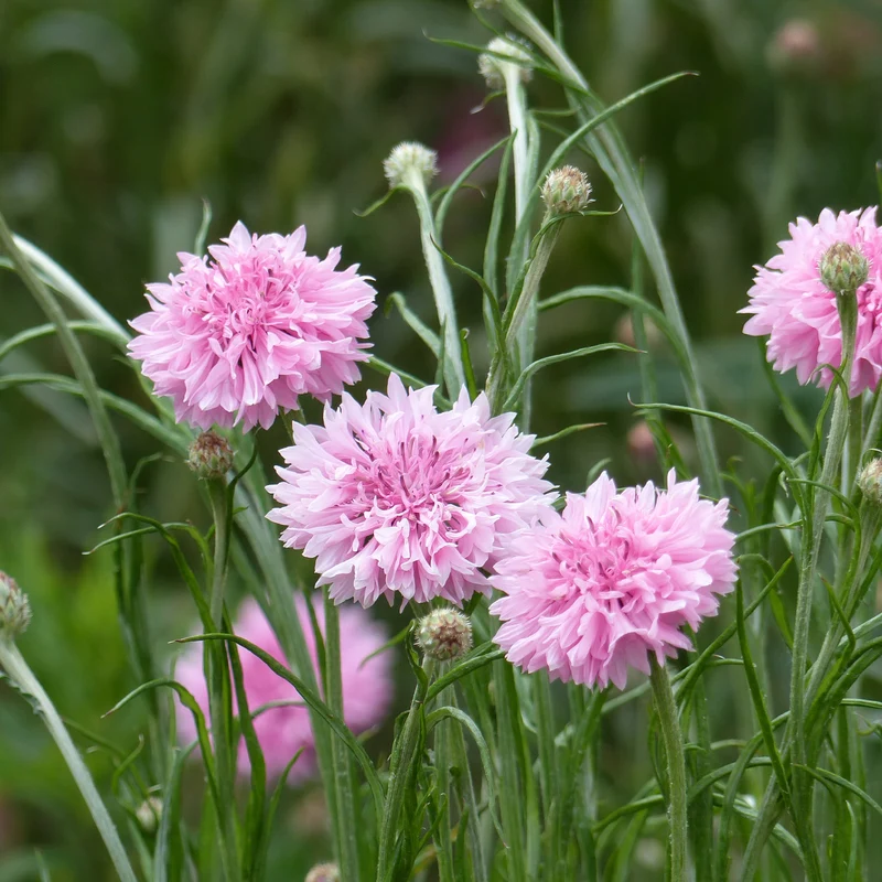 Centaurée barbeau Pinkie
