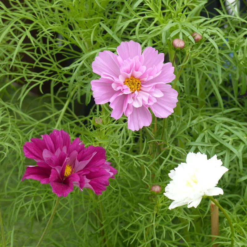 Collection 3 cosmos doubles variés