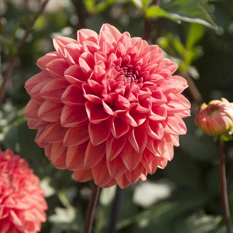 Dahlia Blitzer