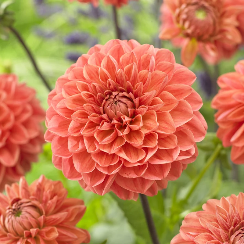Dahlia Blitzer