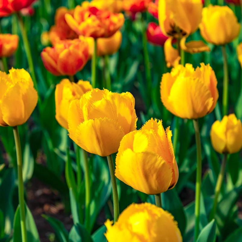10 Tulipes Crystal Star