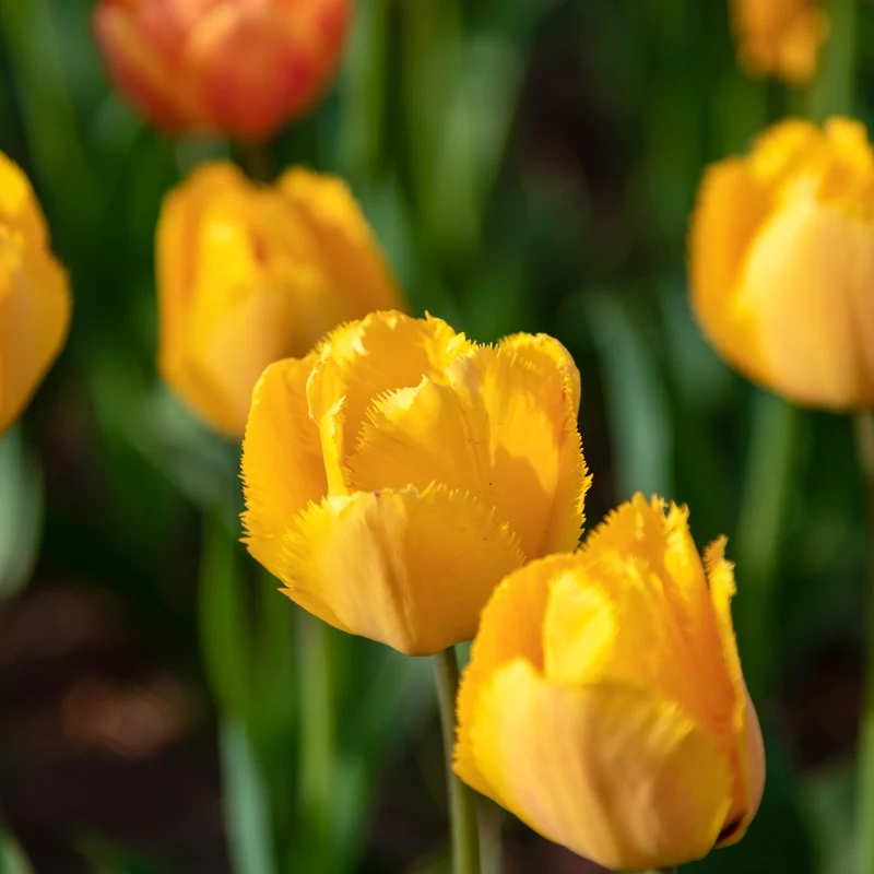 10 Tulipes Crystal Star
