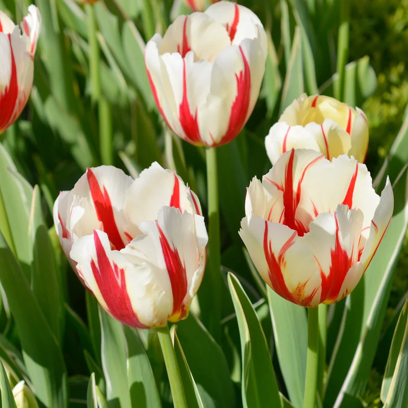 8 Tulipes Love Circle