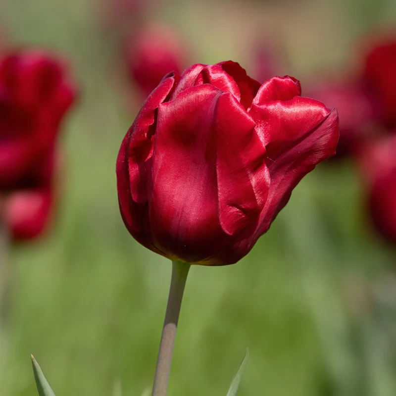 8 Tulipes Love Circle