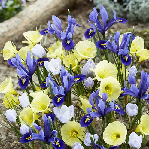 35 Bulbes de fleurs Early Bird en mélange