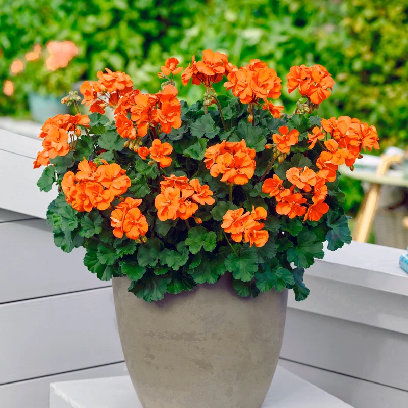 3 Géraniums oranges