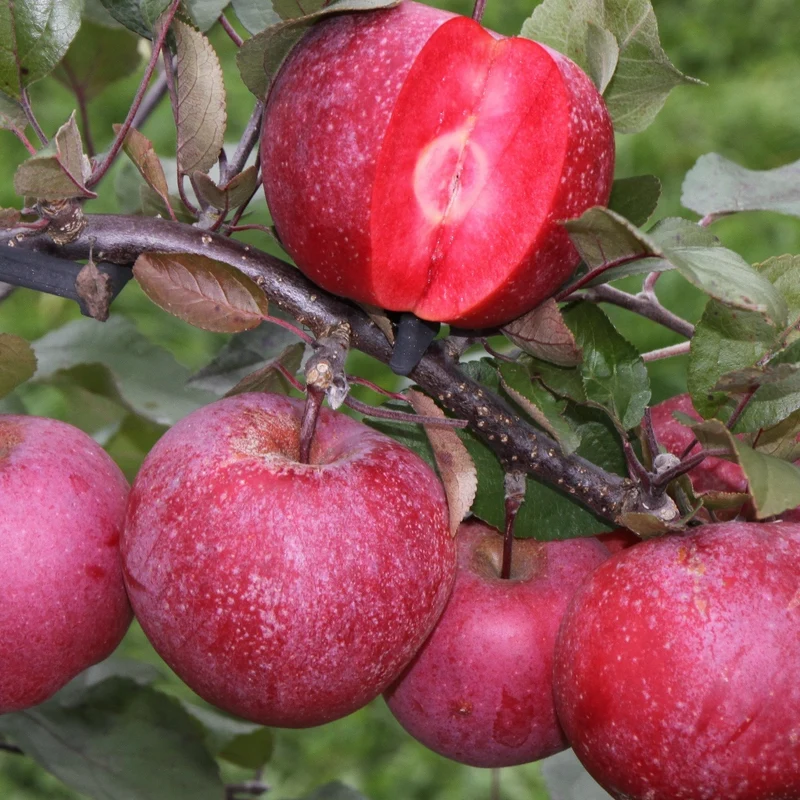 Pommier Pulpe Rouge