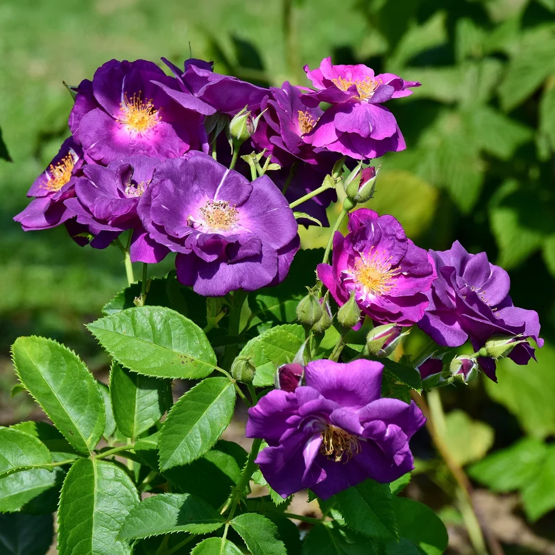 Rosier buisson Rhapsody in Blue® Frantasia