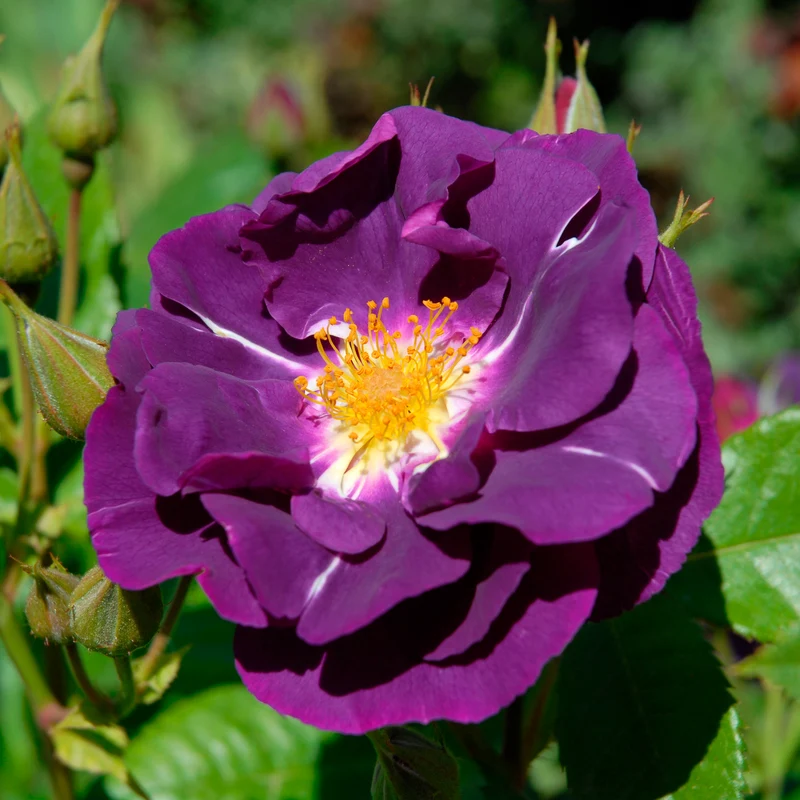 Rosier buisson Rhapsody in Blue® Frantasia