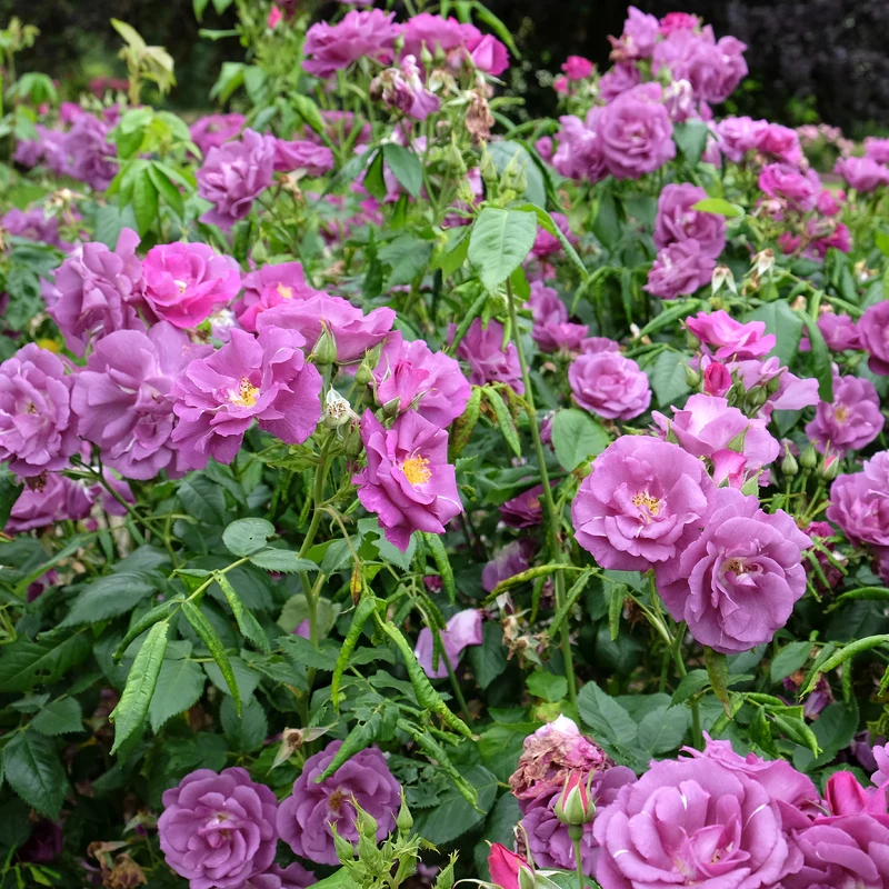 Rosier buisson Rhapsody in Blue® Frantasia