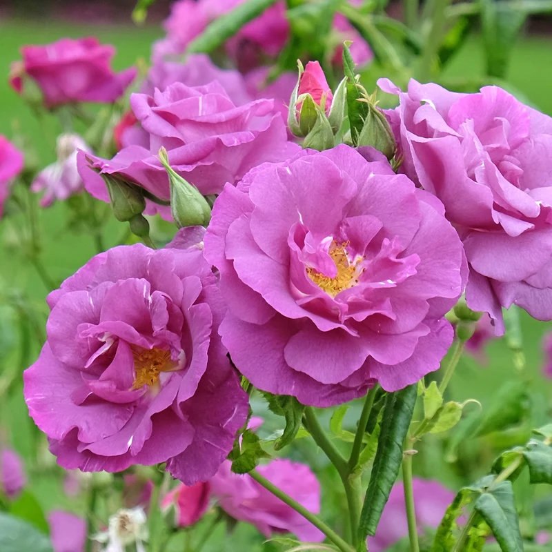 Rosier buisson Rhapsody in Blue® Frantasia