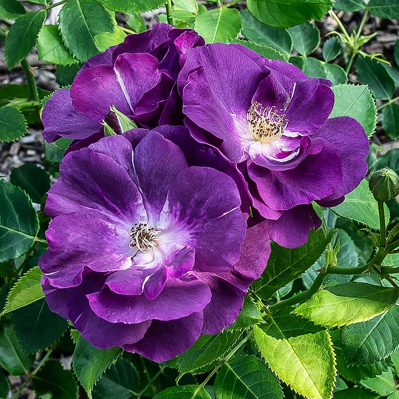 Rosier buisson Rhapsody in Blue® Frantasia