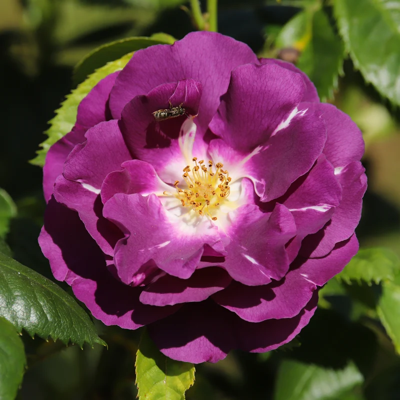 Rosier buisson Rhapsody in Blue® Frantasia