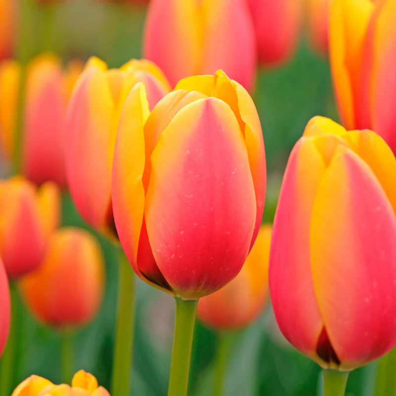 8 Tulipes Darwin Lalibela Salmon