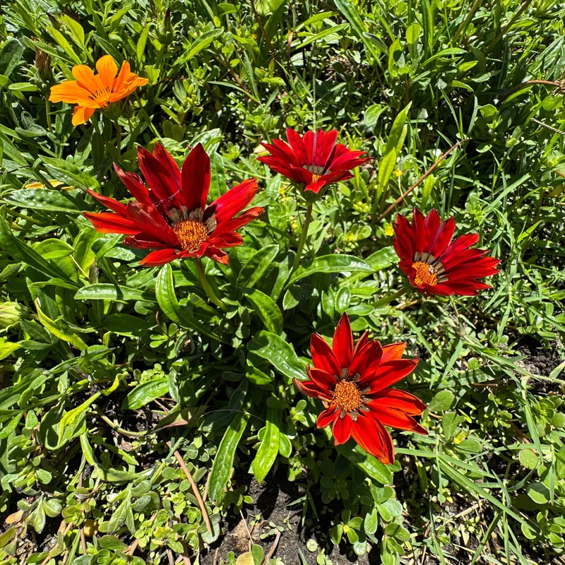 Gazania rouge