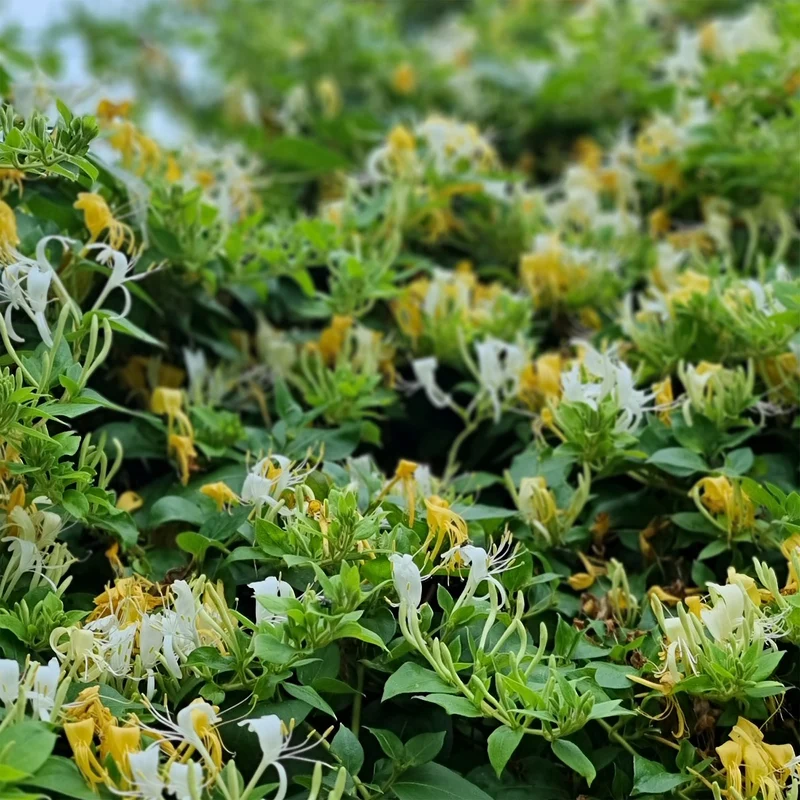 Chèvrefeuille du Japon Halliana