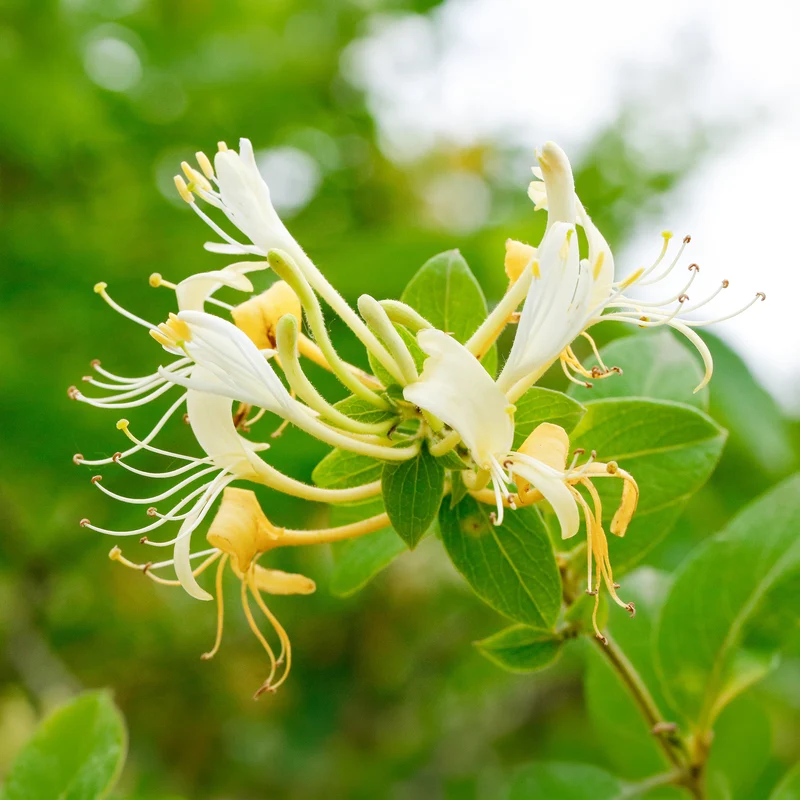 Chèvrefeuille du Japon Halliana