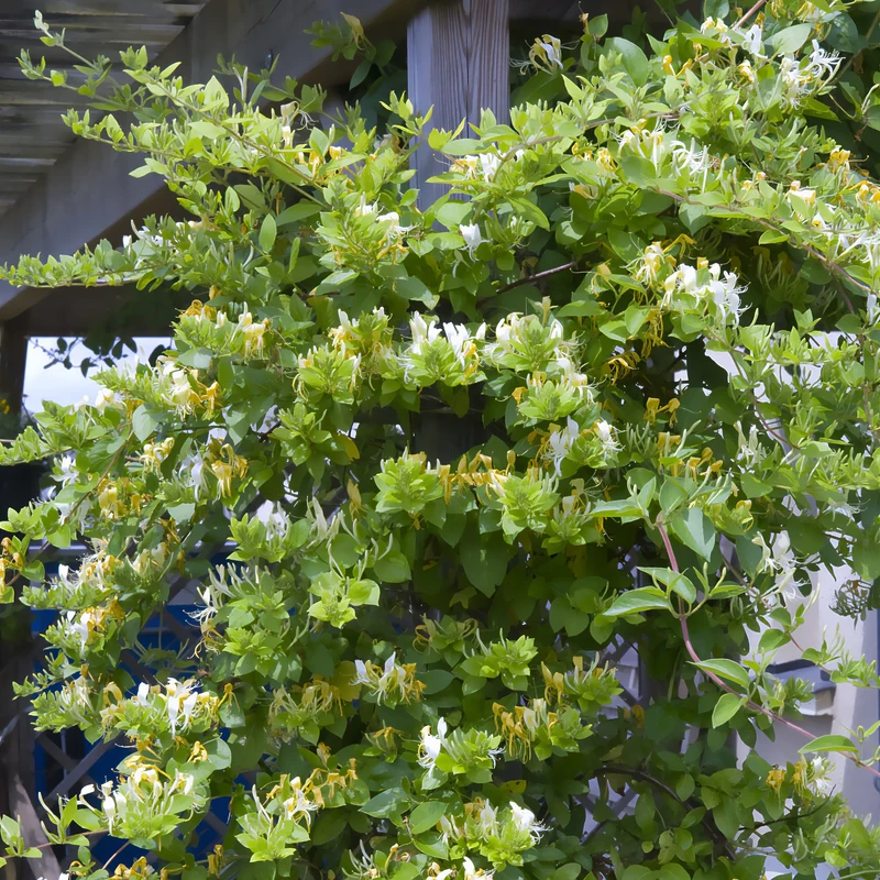Chèvrefeuille du Japon Halliana
