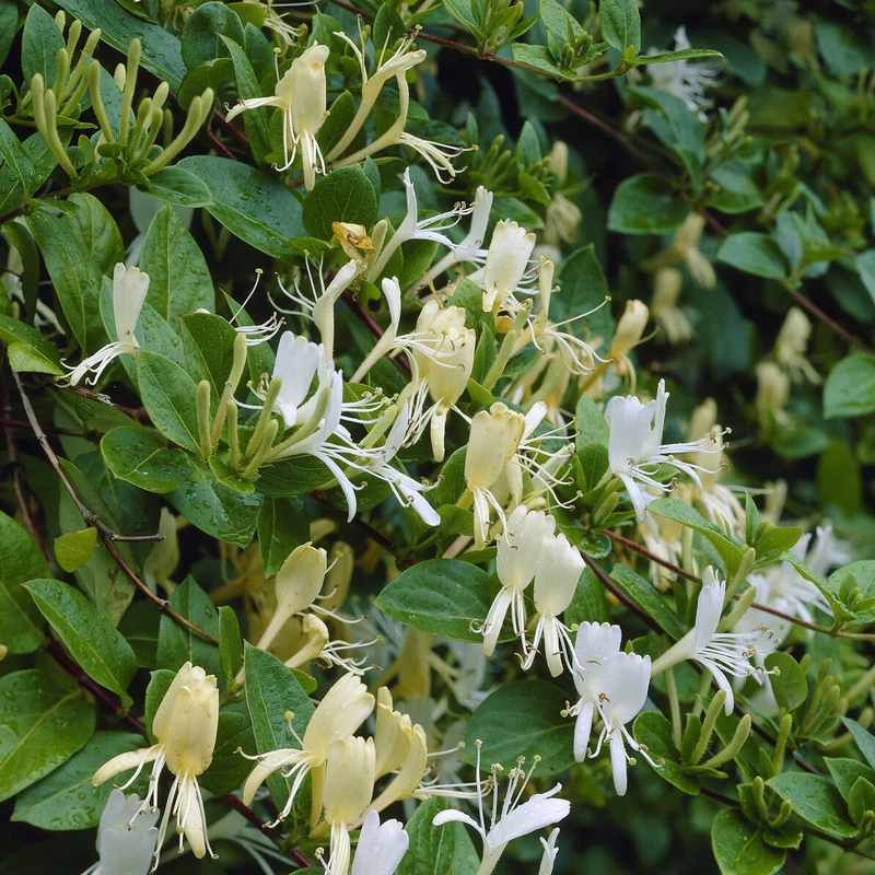 Chèvrefeuille du Japon Halliana