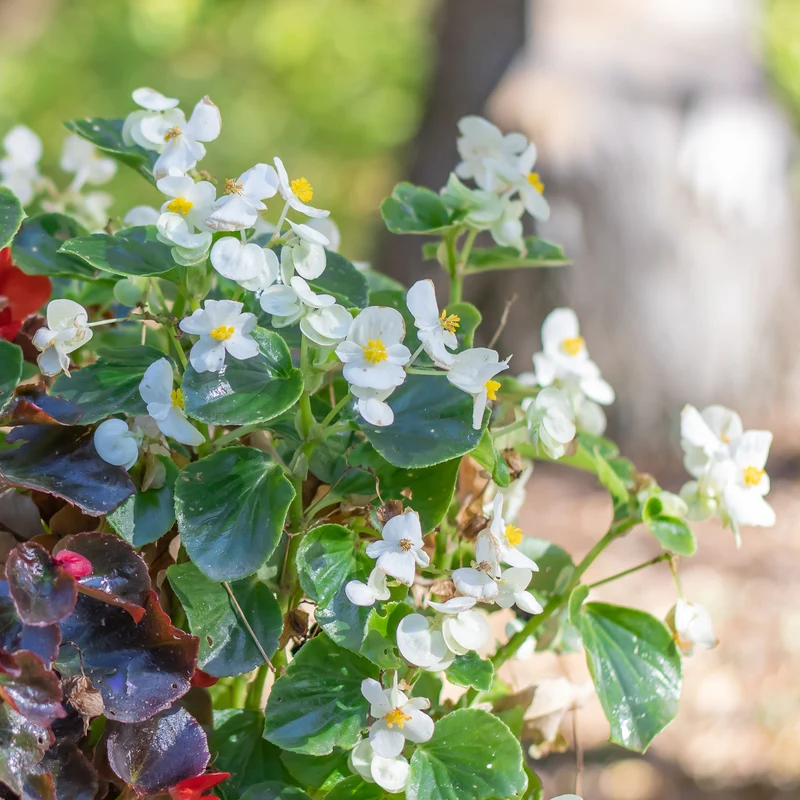 Bégonia semperflorens blanc