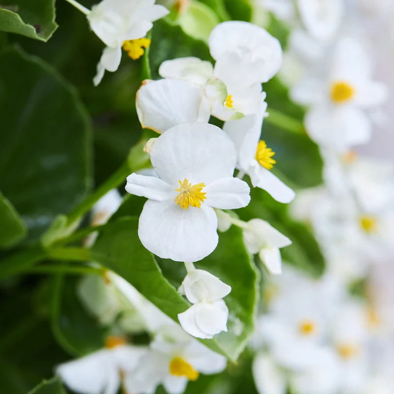 Bégonia semperflorens blanc