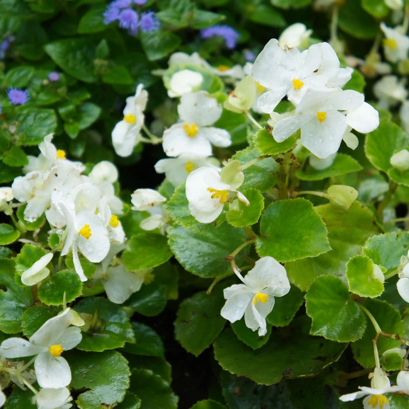 Bégonia semperflorens blanc