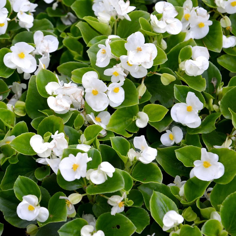 Bégonia semperflorens blanc