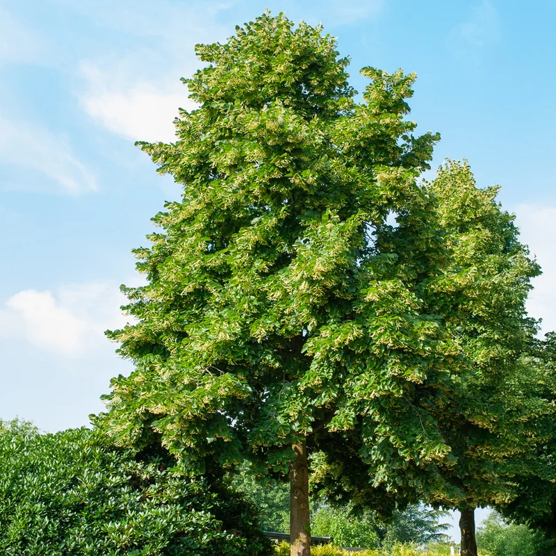 Tilleul d'Amérique Nova