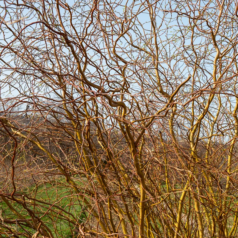 Saule tortueux