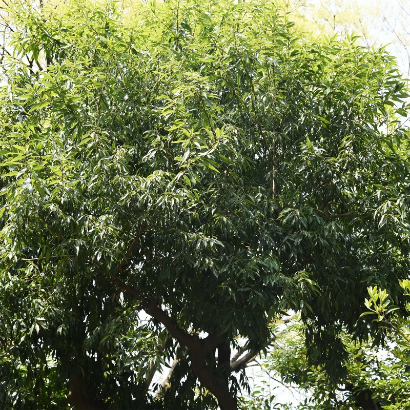 Chêne à feuilles de myrsine