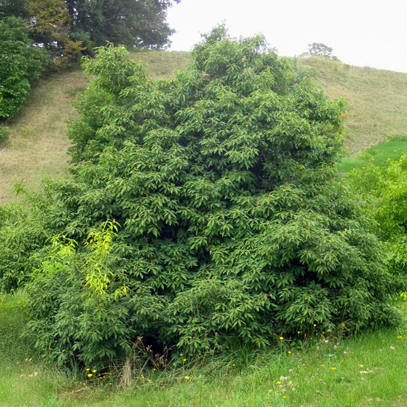 Chêne à feuilles de myrsine