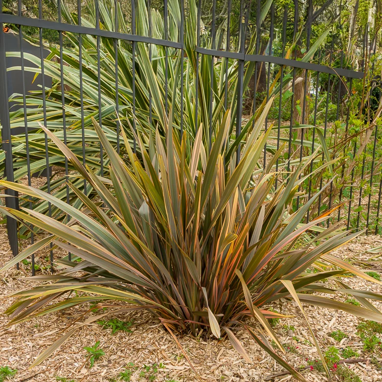 Phormium Sundowner - Lin de Nouvelle-Zélande