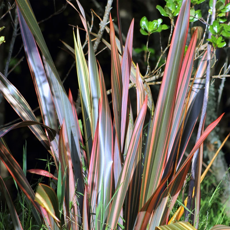 Phormium Sundowner - Lin de Nouvelle-Zélande